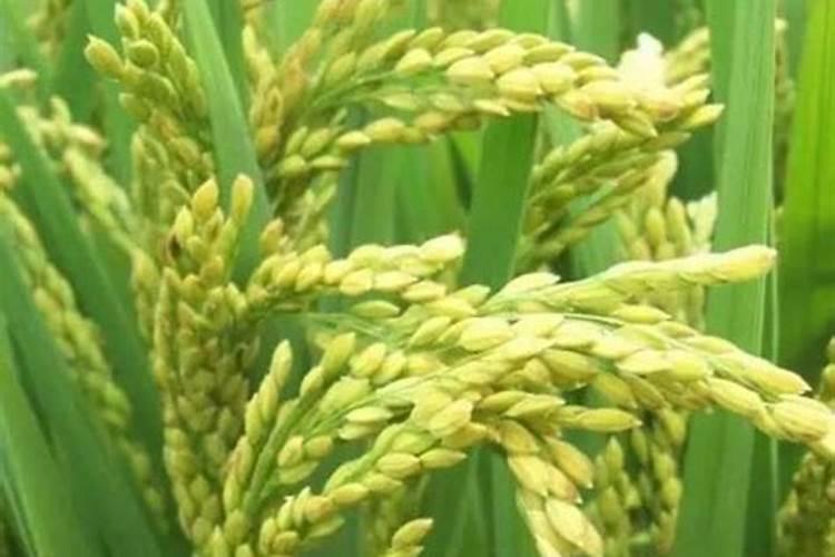 哪些情况需要打叶面肥？叶面肥什么时间用好呢？