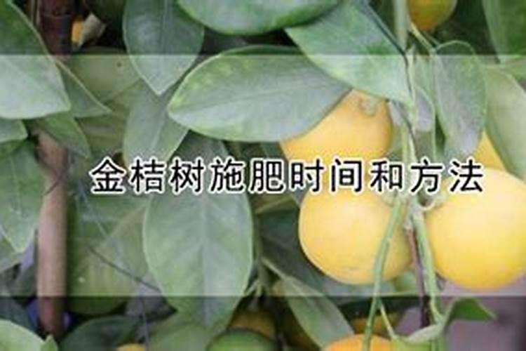 金桔树何时修剪和施肥