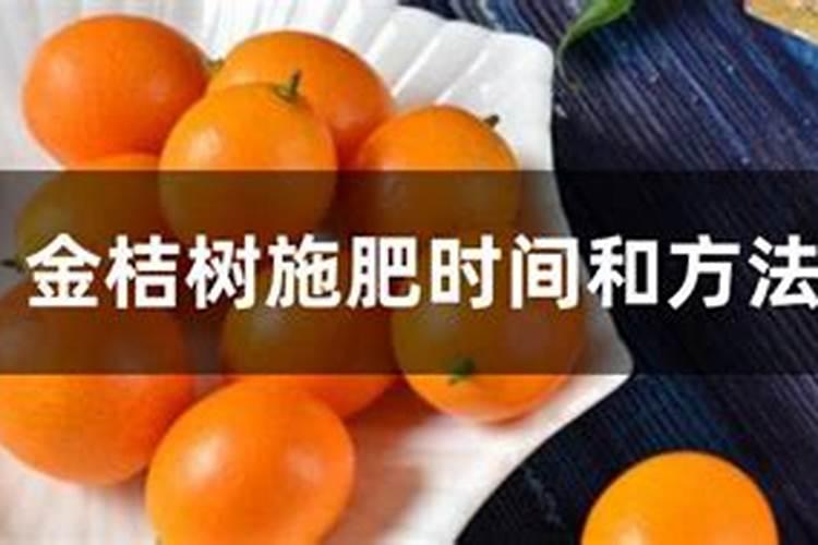 金桔树何时修剪和施肥