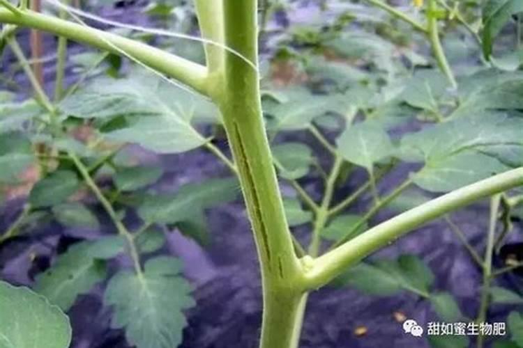 玉龙草怎么种植