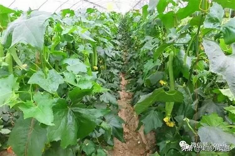 植物生长所需要的三大要素是什么？