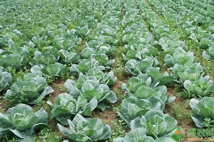 牛心包菜移栽20天后要施叶面肥吗