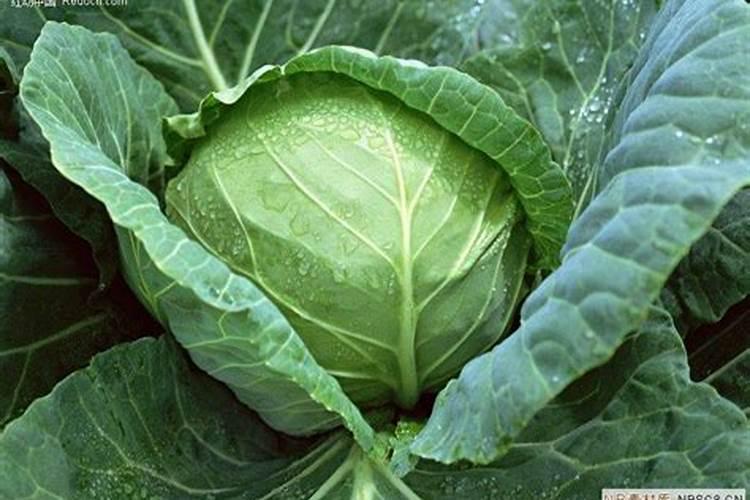 牛心包菜移栽20天后要施叶面肥吗