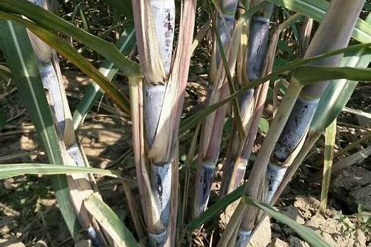 甘蔗的种植时间与方法图片