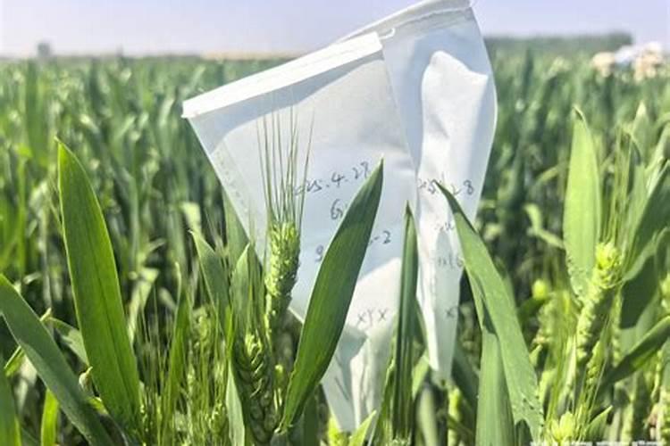 小麦干旱打什么药