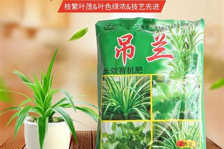 吊兰营养液可以浇月季花吗？