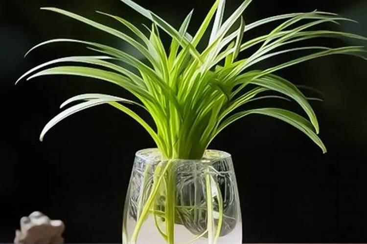 吊兰有毒吗能放室内吗