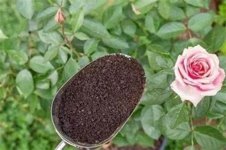 富贵子一年开几次花