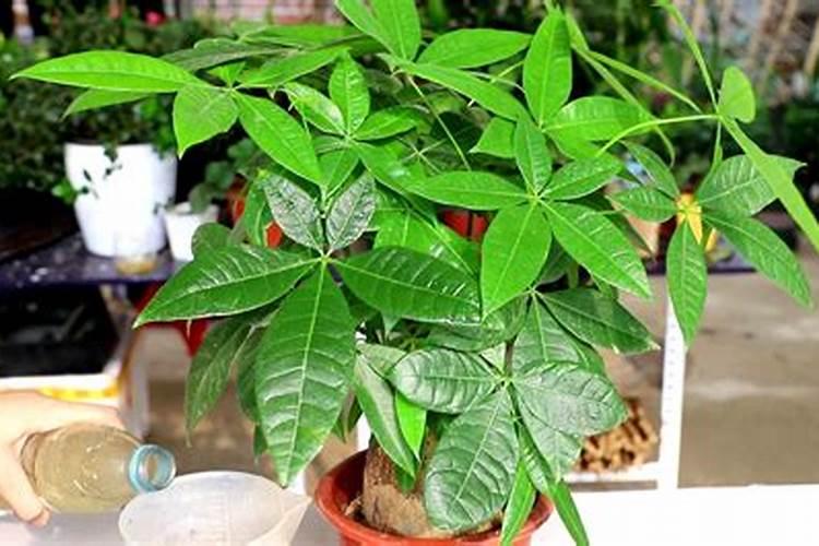 西红柿追肥用什么肥料