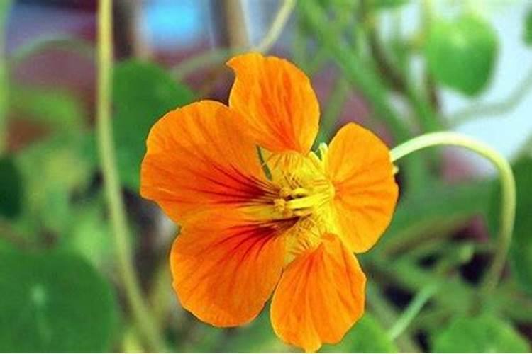 旱金莲怎么施肥