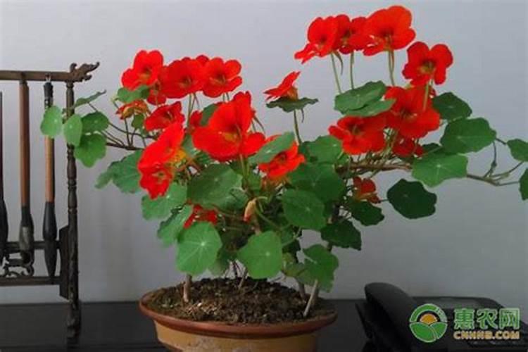 旱金莲怎么施肥最好