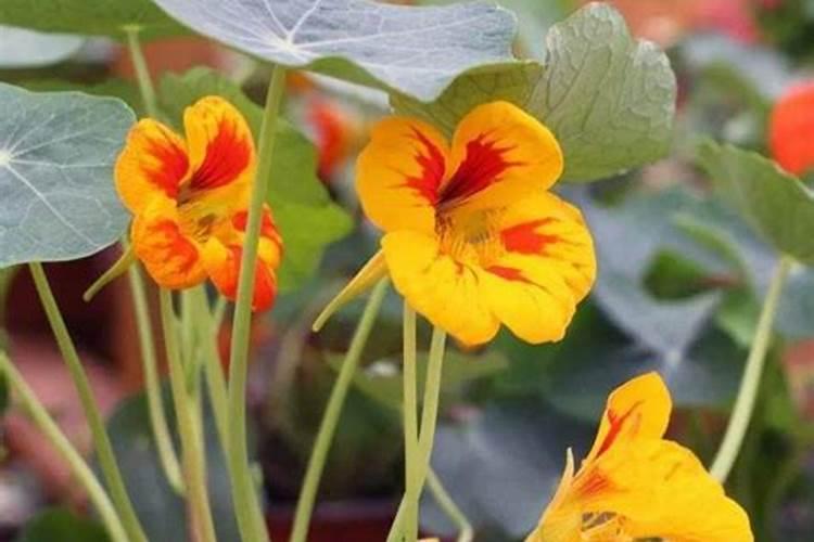 土豆后期秧子发黄 冲尿素管用吗？