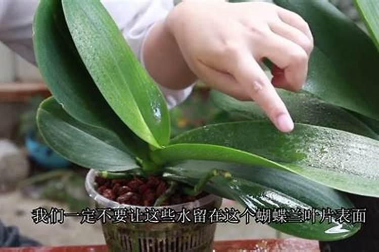 蝴蝶兰花的养护管理方法