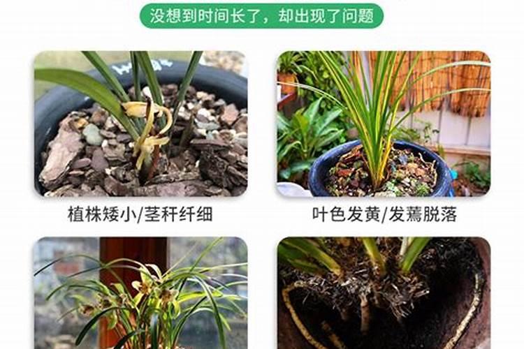 兰花养护施什么肥肥效管半年