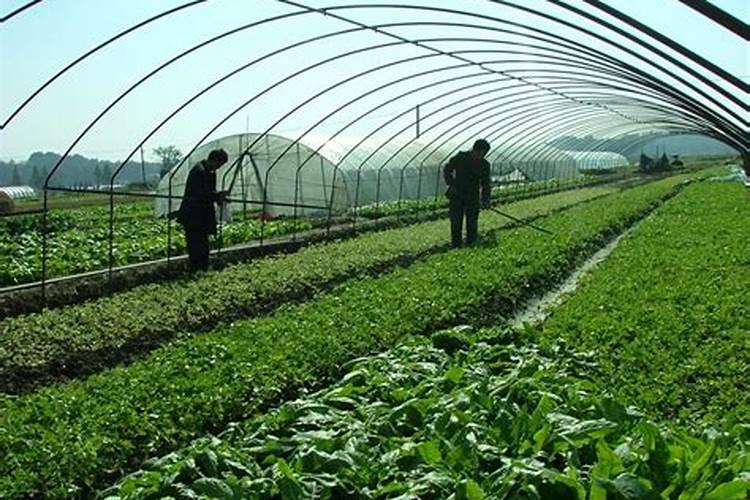 冬季蔬菜冲施肥应注意哪些问题