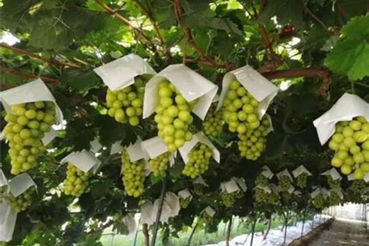 阳光玫瑰枝条发黄原因？