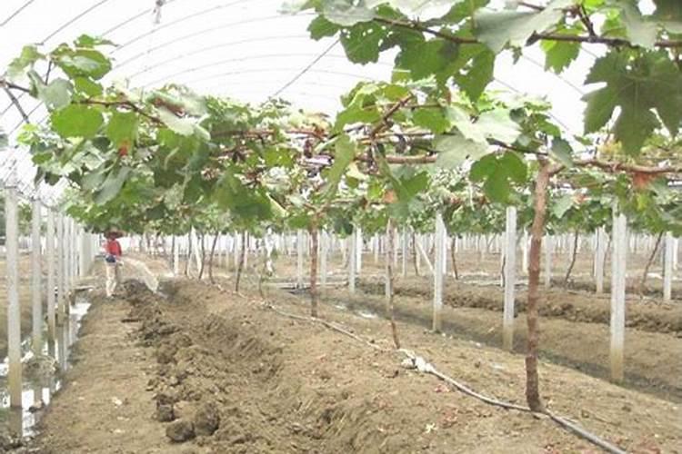 阳光玫瑰全年施肥管理 一年施肥要领有哪些