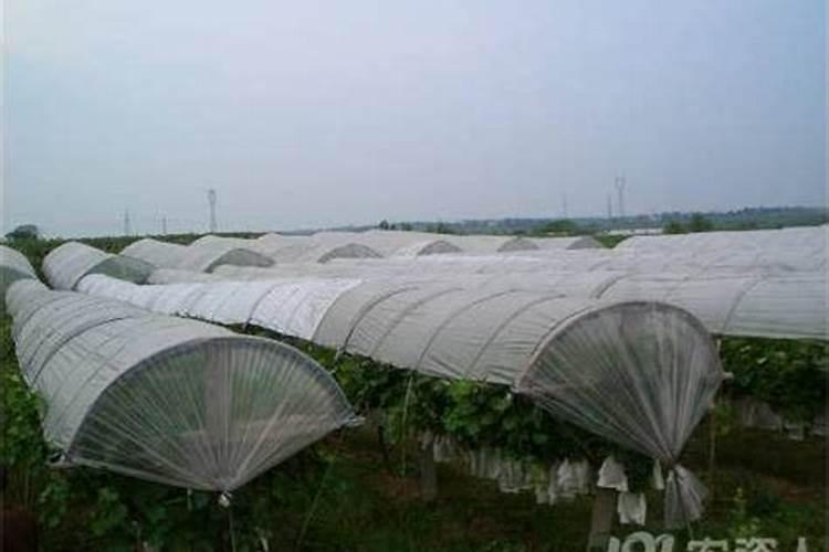 阳光玫瑰葡萄见信使花还能浇地施肥吗？