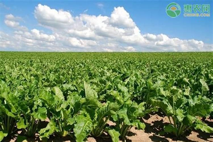 类似花多多1号和2号肥料的优缺点是什么