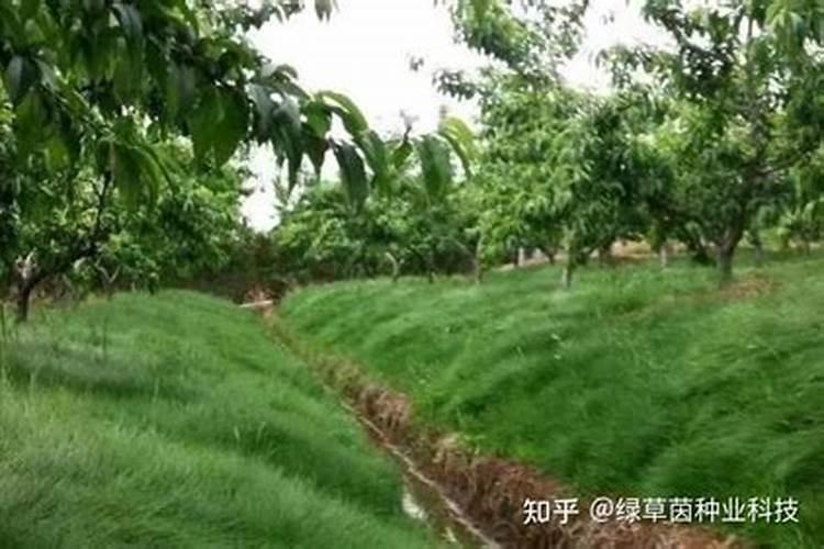 求雷雨制造氮肥的过程