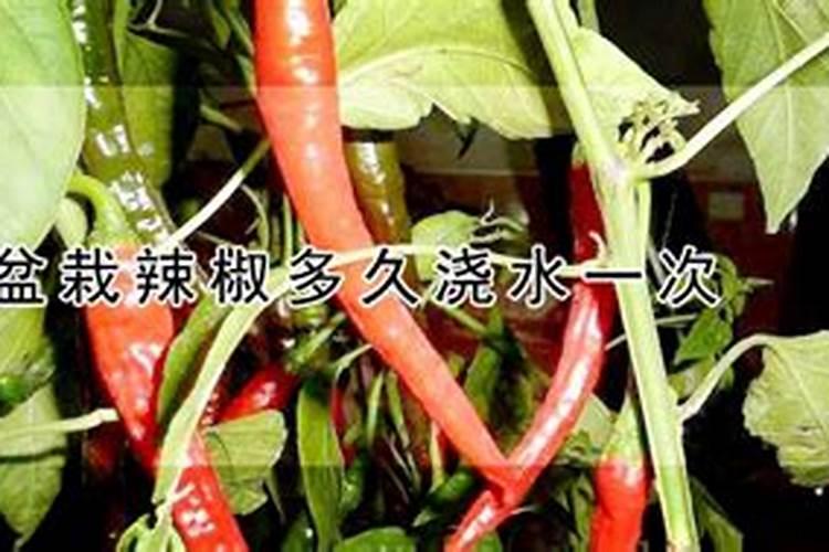 辣椒几天浇一次肥最为适合