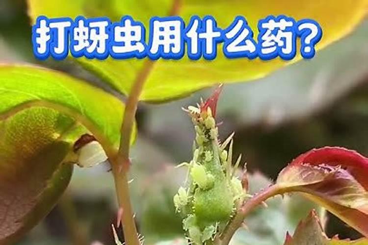 ...现在打点磷钾型叶面肥加红蜘蛛的药是否可以急