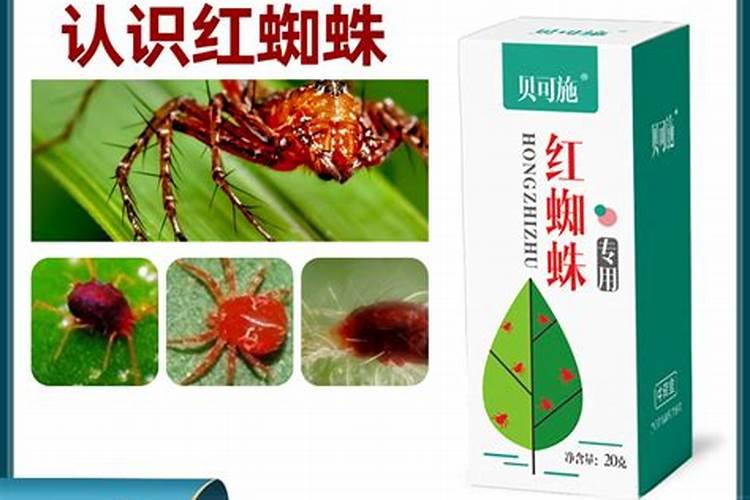 防治红蜘蛛,农药方面怎么应对呢？