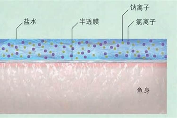 冬天栽枇杷树要浇水吗？