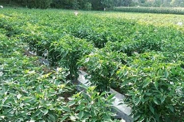 辣椒是草本还是木本植物,棉花呢,是木本为什么一年一生