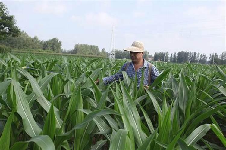 玉米孕穗期打药和叶面肥有影响吗？