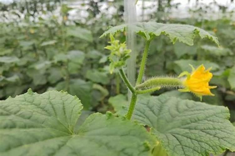 黄瓜什么时候施肥最好 黄瓜最好的施肥时间