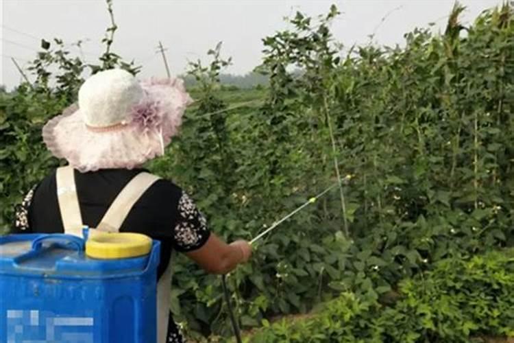 一亩地用多少硼肥 如何正确施硼肥