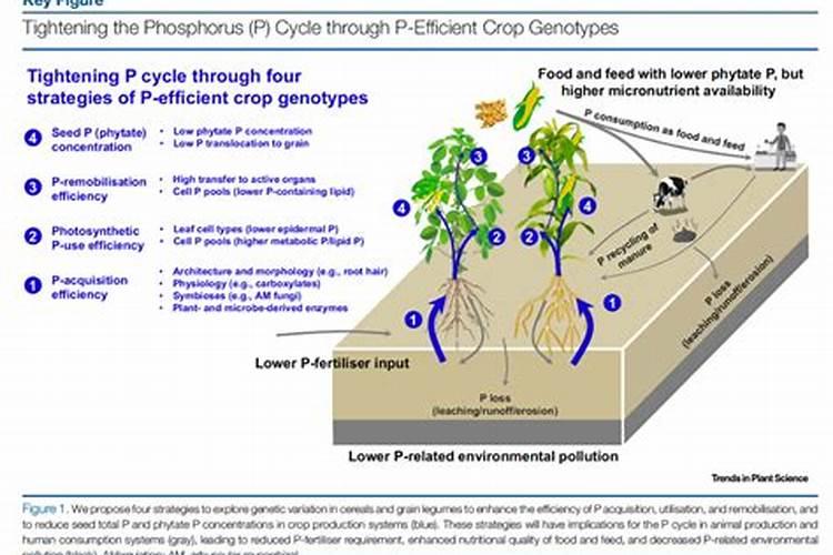 芦荟应该如何施肥最科学？