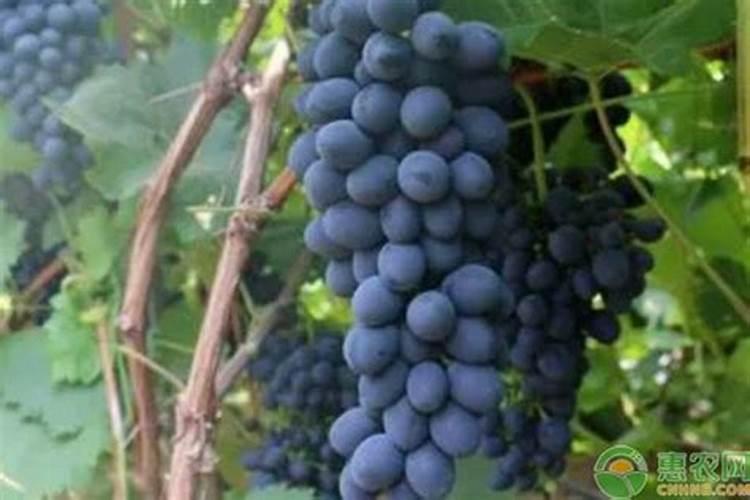 茉莉花大量元素水溶肥用什么好