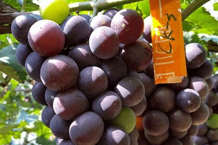 巨峰葡萄怎么上色快啊？