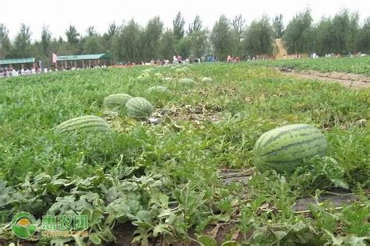 请问什么煤腐植酸含量比较高？