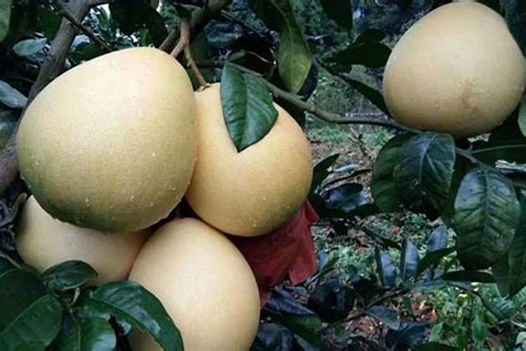 红肉蜜柚如何促早熟和增甜