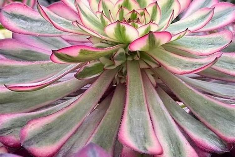 多久给花盆松土 花盆松土的周期是多久？