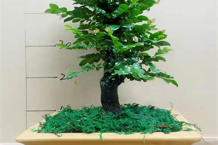 金豆豆聚谷氨酸功能肥有什么特点？