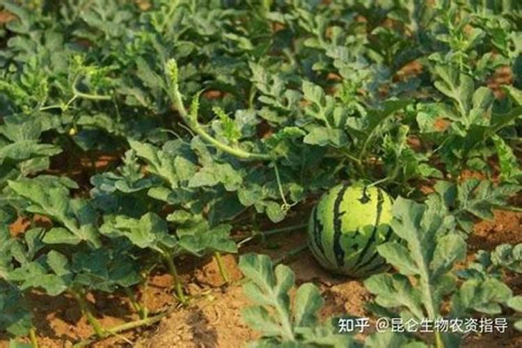 果树增甜用什么肥料