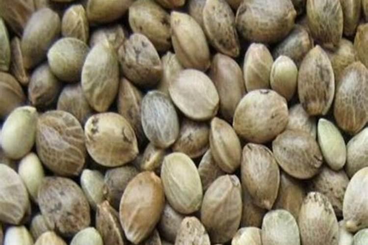 请教养兰高手用做君子兰肥料的(麻子)是蓖麻子吗