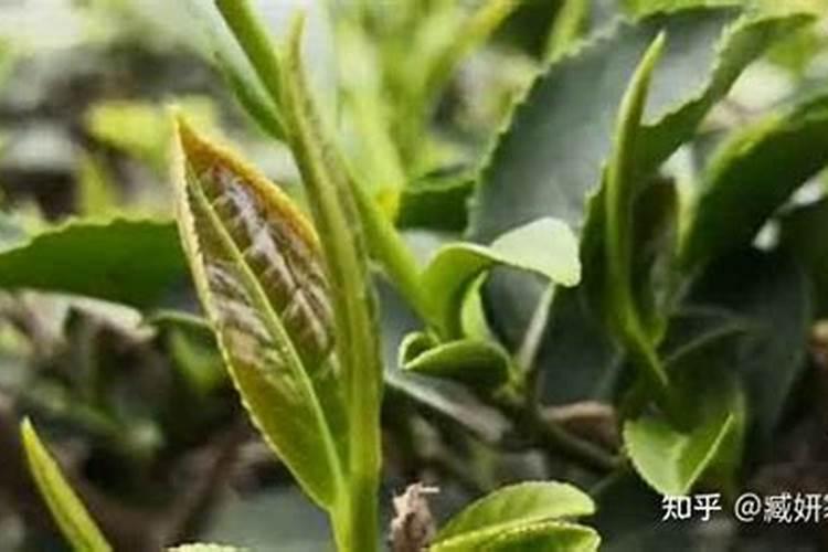 开花期间可以施肥吗