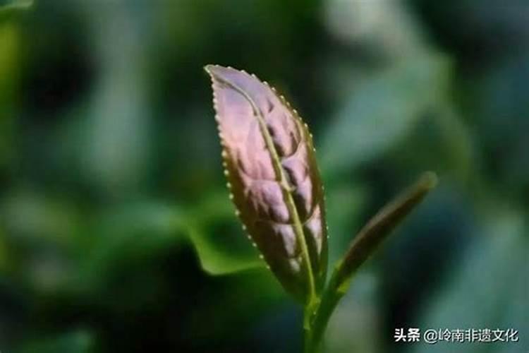 铁观音茶园施肥技术要求有哪些