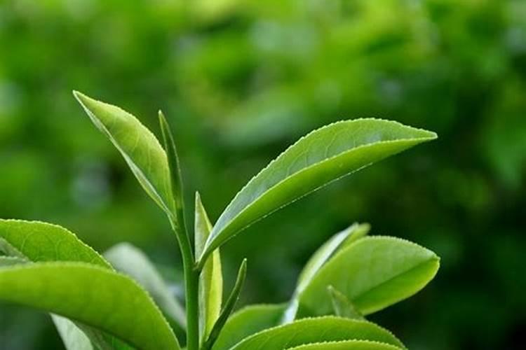 铁观音茶园施肥原则