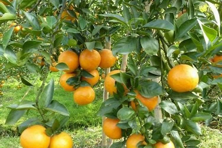 种生姜用什么肥料好
