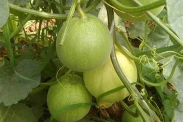 种小麦底肥最佳配方