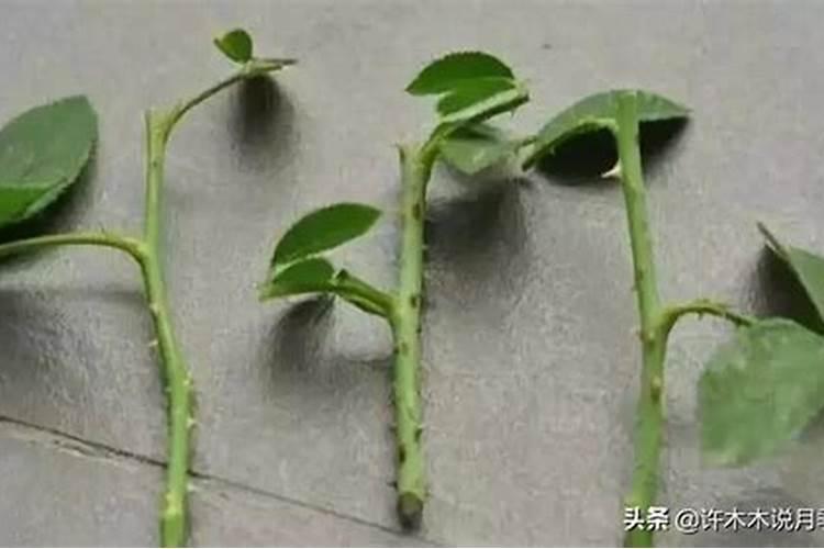 磷肥适合哪些蔬菜