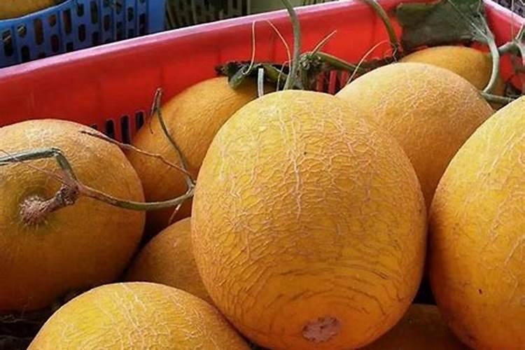 黄瓜上什么农家肥料最好