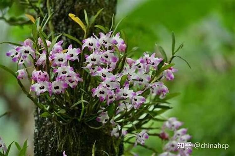 哪些肥料是酸性的