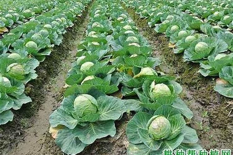 种植高粱用什么化肥,一亩地需要用多少化肥